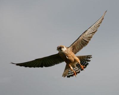 Red-footed Falcon 060605-519 Female