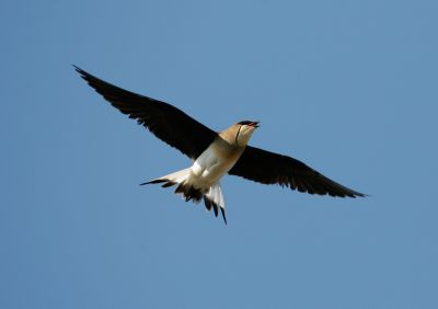 Black-winged Pratincole 060607-324