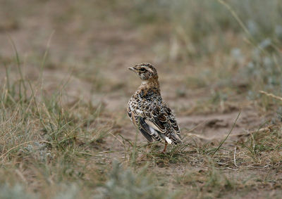 White-winged Lark 060606-670 Juvenile