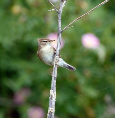 Booted Warbler 060606-770