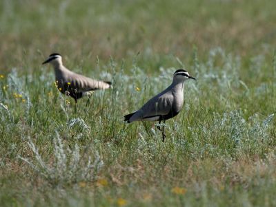 Sociable Lapwing 060607-602