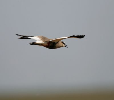 Sociable Lapwing 060607-614