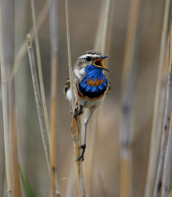 Bluethroat 060607-698