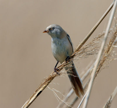 bearded Reedling 060607-727