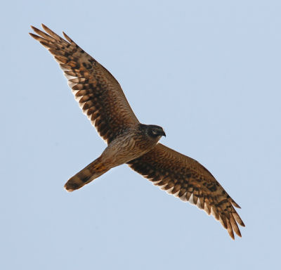 Pallid Harrier 060607-830