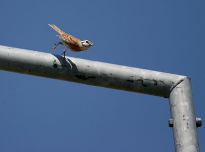 Pine Bunting 060608-517