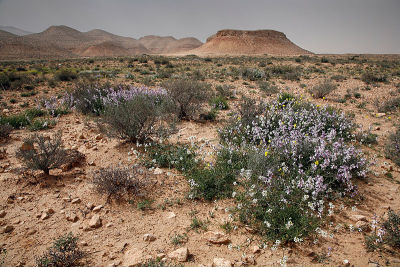 060307-087 Desert flowers w.jpg