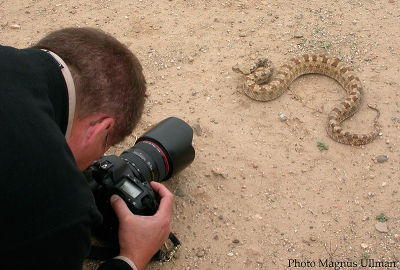Snake surprise in Iran 2003
