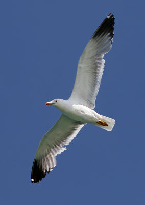 Armenian Gull at lake Sevan