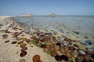 Quesm Island coastline