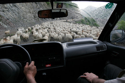 Sheep on the road - a common sight