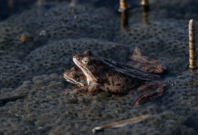 Frogs playing in Kazbegi