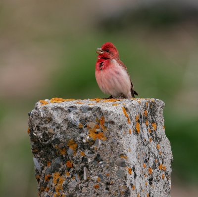 Scarlet Rosefinch male