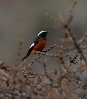 Gldenstdt's Redstart  male - Kazbegi