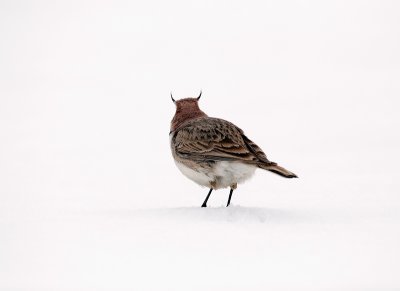 Horned Lark (waiting for summer to come?)