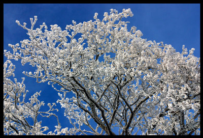 Tree on Smaland highland - Klavrestrm