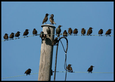 Starlings playing