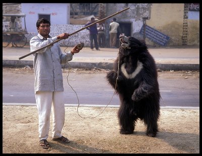 Indian bear-terror!!