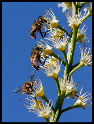 Hoverflies (blomflugor) in Hllviken garden - Scania