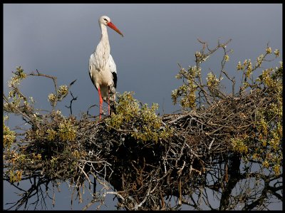 One of many stork nests around Alcntara