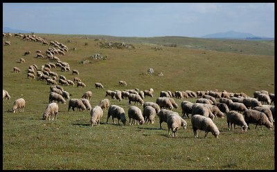 Sheep on the huge plains north of Trujillo
