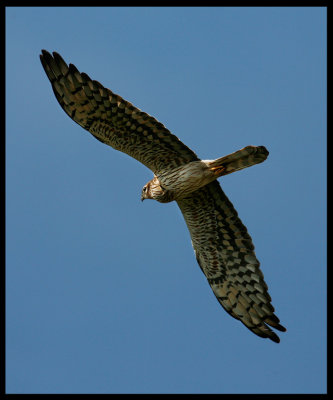 Female Montagues Harrier