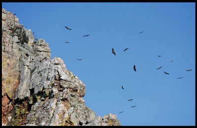 Vultures at Monfrague