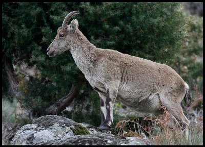 Iberian (Spanish) ibex - Capra pyrenaica, near Puerto del Pico Gredos Mountains