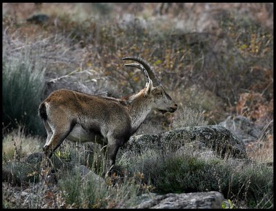 Iberian (Spanish) ibex - Capra pyrenaica, near Puerto del Pico Gredos Mountains