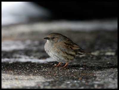 Dunnock - hiding under cars in a parkingplace during cold weather