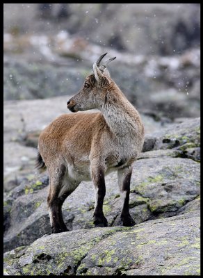 Iberian (Spanish) ibex - Capra pyrenaica in light snowfall near Hoyos del Espino