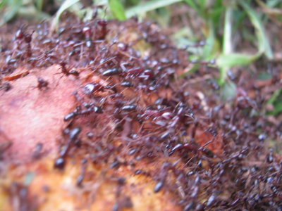 2010 06 18_2681.JPG