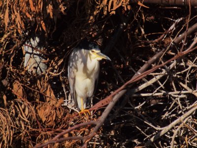 nh20P4233812_resize.jpg