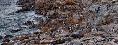 Arican Penguins