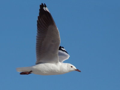 1024gull3bP7167329.jpg