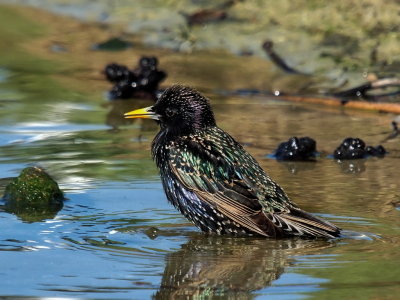 1024starling1aP7158411.jpg