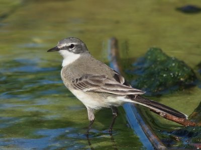 1024wagtail8P7158404.jpg