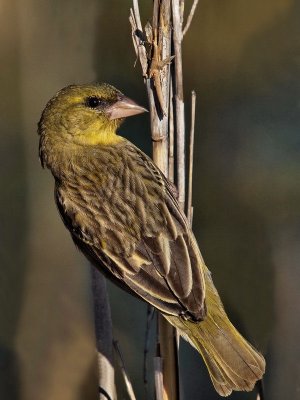 600weaver6P7188751.jpg