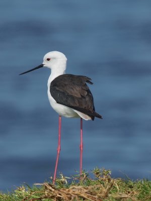 600stilt4P9076823.jpg