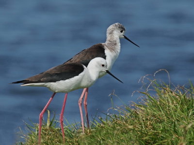 800stilt5cP9076829.jpg