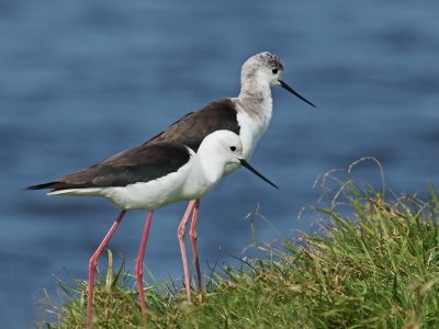 1024xstilt5cP9076829.jpg