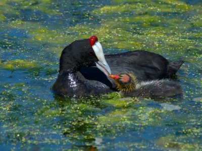 1024COOT5P9167414.jpg