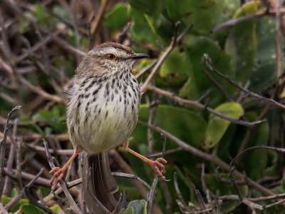 800xprinia2aPA101587.jpg