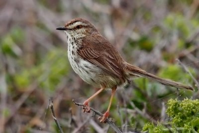 900xprinia6aPA101600.jpg