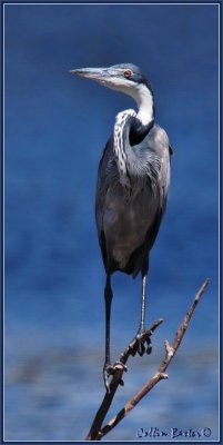 800heron2ePA253325.JPG