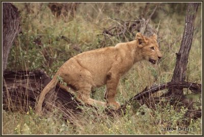 1024lion400XXbP5015467.jpg