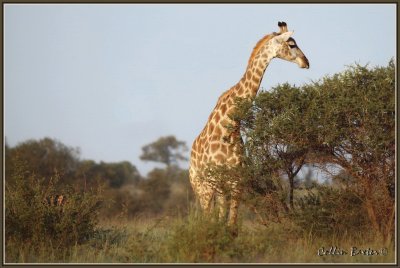 1024giraff1aP5025644.JPG