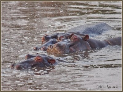 1024hippo8P5066305.jpg