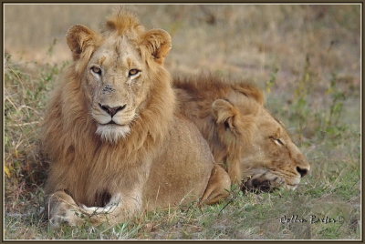 1024lion100P5056053.JPG