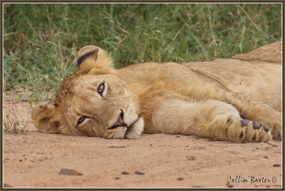 1024lion2XXP4305247_filtered.jpg